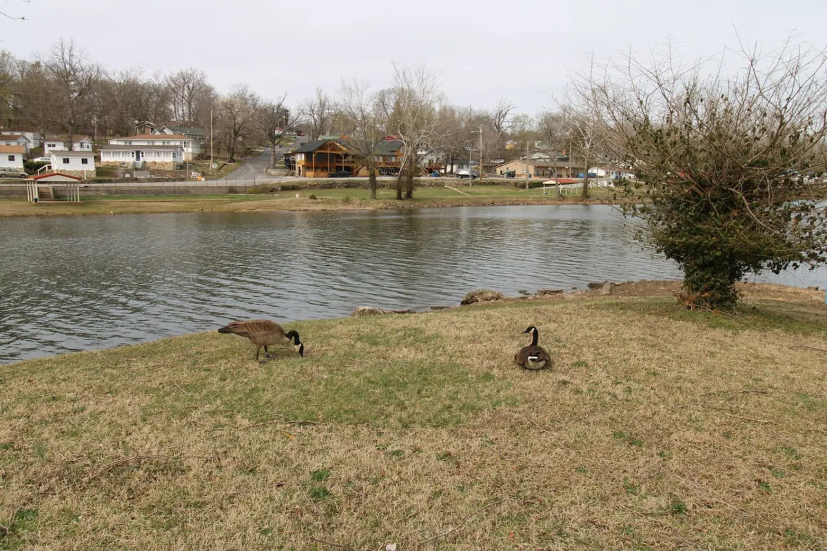 A peaceful lakeside view with geese grazing near the water's edge, grassy banks, and trees framing the scene. Subtle houses in the background add a sense of seclusion without complete isolation. The wildlife presence and natural setting highlight the opportunity to connect with nature.